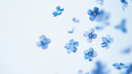 Beautiful of Blue Flower (Forget me not) petals flying or falling in the air, spring meadow flora isolated on background.