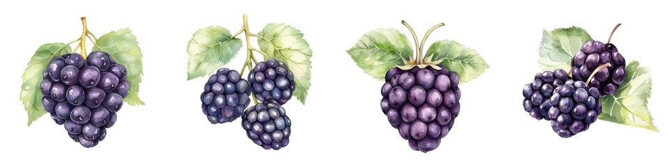 A fresh black mulberry, fruit element, watercolor illustration, deep purple, isolated on white background