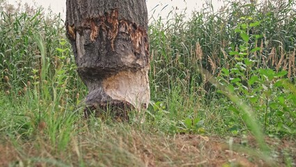 Bottom of Thick Tree Trunk Chewed Gnawed Damaged by Wild Beaver