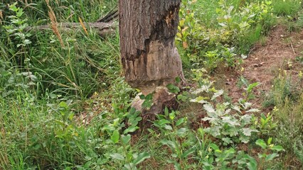 Bottom of Thick Tree Trunk Chewed Gnawed Damaged by Wild Beaver