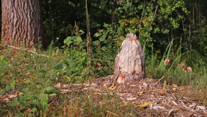 Tree Trunks Stump Chewed Gnawed Damaged by Wild Beaver