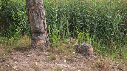 Tree Trunks Stump Chewed Gnawed Damaged by Wild Beaver