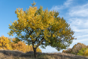 Wild apricot tree with yellow leaves in meadow in autumn. Lonely stone fruit plant among dry fall grass. Branchs prunus armeniaca with gold color foliage. Sunny valley and clear blue sky. Mood nature.