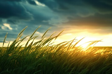 Fototapeta premium Scenic sunset over a green field with tall grass swaying in the breeze, under a dramatic cloudy sky, capturing nature's serene beauty.