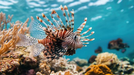 A solitary lionfish hovering near a coral formation, its venomous spines extended in a display of defense