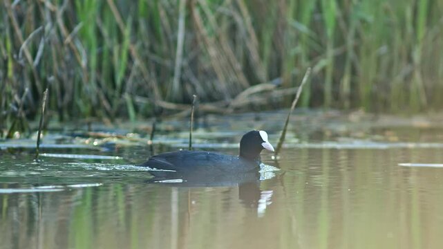 Adult coot (Fulica atra) stands on a pond on a summer morning and grooms its feathers in Magdeburg - Saxony Anhalt - Germany - Europe