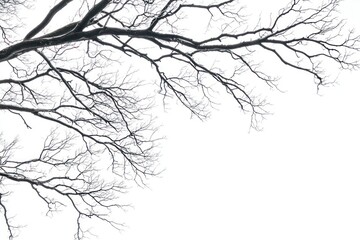 Fototapeta premium Bare Tree Branches Against a White Sky