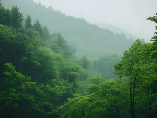 morning in the forest