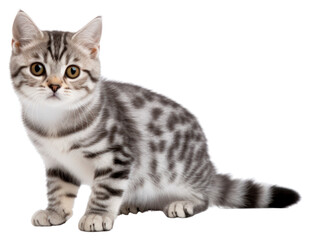 Obraz premium PNG Animal mammal kitten pet.