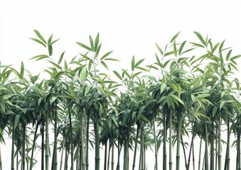 Obraz premium A bamboo forest in the mountains of China.