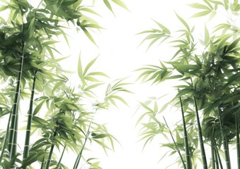 Fototapeta premium A bamboo forest, often confused with a palm tree forest, is a type of forest where bamboo plants are the dominant species.