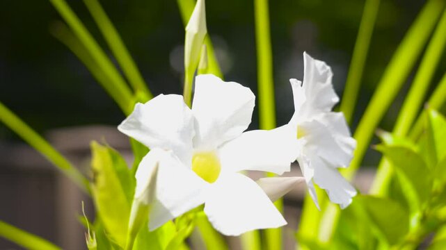 Summer lily petals in brilliant white.