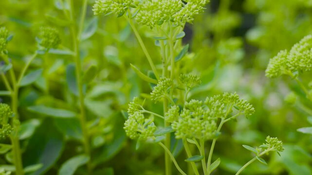 Extreme close up look at plant parts.