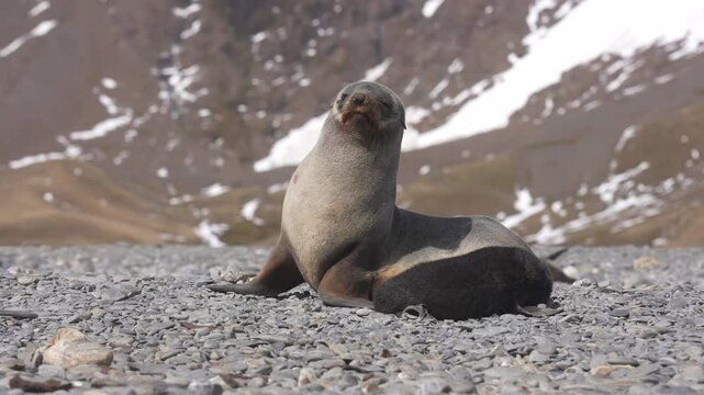 Antarctic Fur Seal Pup and Baby at Beach on Sunny Day 60fps