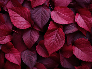Fototapeta premium Attractive Macro shot many pink leaves spread together to form a beautiful pattern