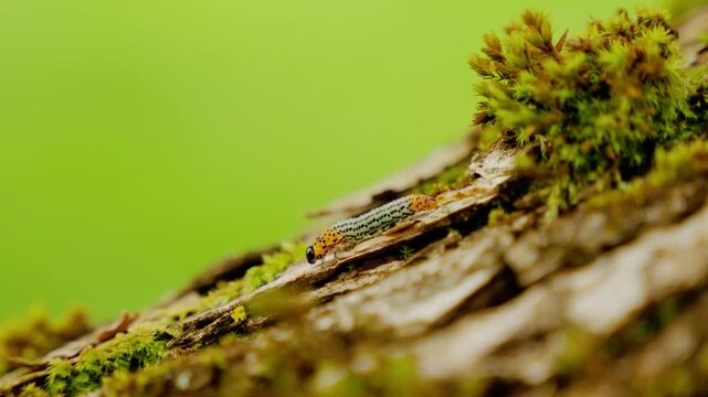 Close up of a caterpillar walking down a tree branch with green background.
