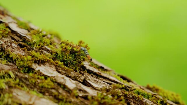 Caterpillar walking down a tree branch. Green background.