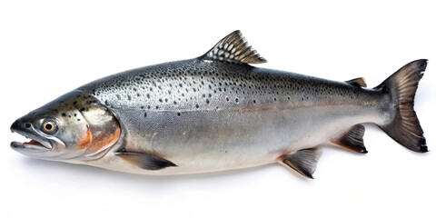 Fototapeta premium Salmon isolated on white background