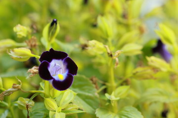 A purple flower with a yellow center is in a green field. The flower is surrounded by green leaves and stems