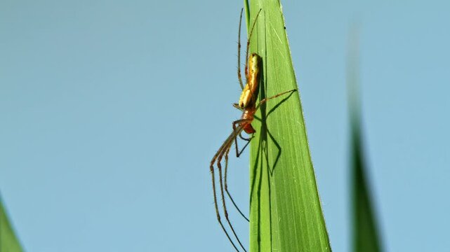 Extensor spider (Tetragnatha extensa) hanging on a stalk and waiting for prey to eat in Magdeburg - Saxony Anhalt - Germany - Europe