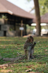 A monkey is eating grass in a field. The scene is peaceful and serene. The monkey is the main focus of the image, and it is enjoying its meal