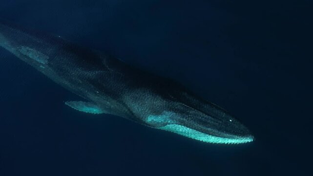 A large Fin Whales with a large scar on its right side cruises by a documenting drone in calm Pacific Ocean conditions off the coast of Southern California.