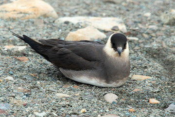Labbe parasite,.Stercorarius parasiticus, Parasitic Jaeger