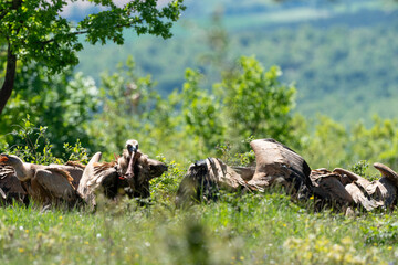 Vautour moine,.Aegypius monachus, Cinereous Vulture, Vautour fauve,.Gyps fulvus, Griffon Vulture,,...