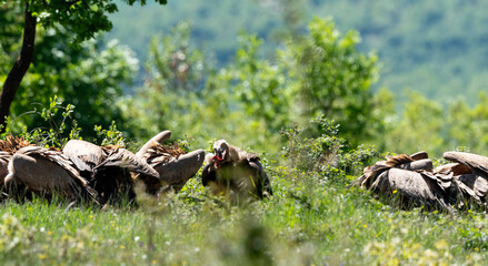 Vautour moine,.Aegypius monachus, Cinereous Vulture, Vautour fauve,.Gyps fulvus, Griffon Vulture,,...