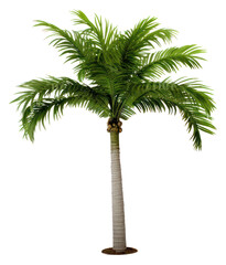 PNG Plant tree arecaceae outdoors.