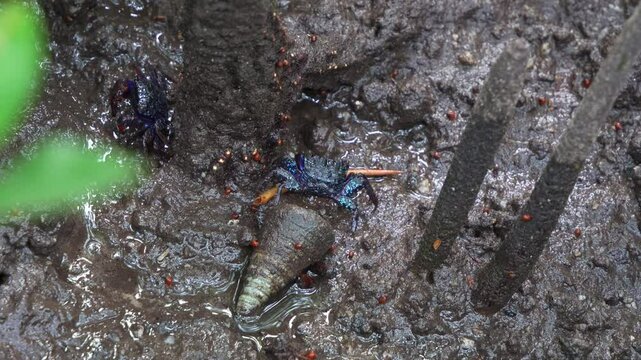 Face-banded crabs, foraging in the muddy mangrove wetlands with sea snail lying on the mudflats, close-up shot during the low tide period.