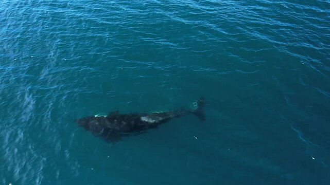 This ETP Killer Whale spotted a drone earlier and appeared to be looking for it as it played on its side off of Southern California.
