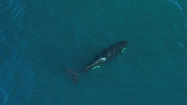 Tracking an ETP Orca as it actively hunts with the pod for their next meal off the coast of Southern California.