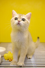 A young kitten, just born,British Shorthair
