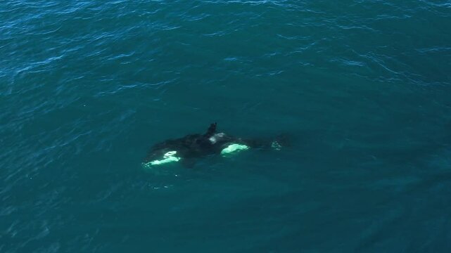 Rare footage of a single ETP Orca turning sideways to look at a drone documenting the pod as they hunt off of Southern California