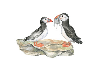Watercolor illustration of the Atlantic Puffins on a rock; isolated on transparent background
