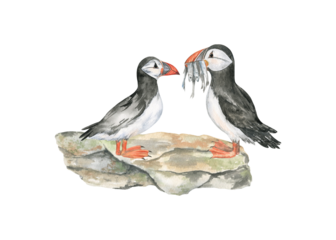 Watercolor illustration of the Atlantic Puffins on a rock; isolated on transparent background