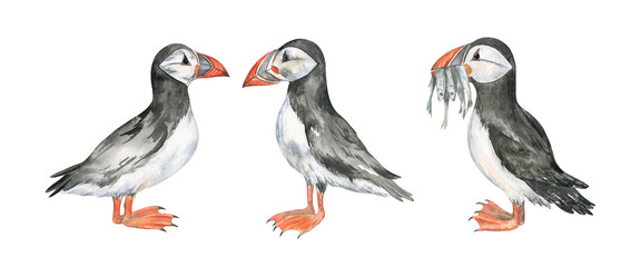 Watercolor illustration of the Atlantic puffins isolated on transparent background