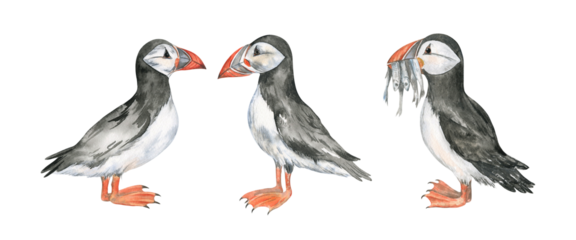 Watercolor illustration of the Atlantic puffins isolated on transparent background
