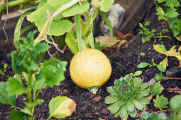 dynia  © Marcin Łazarczyk