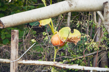 dynia  © Marcin Łazarczyk