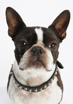 Portrait of Dog
