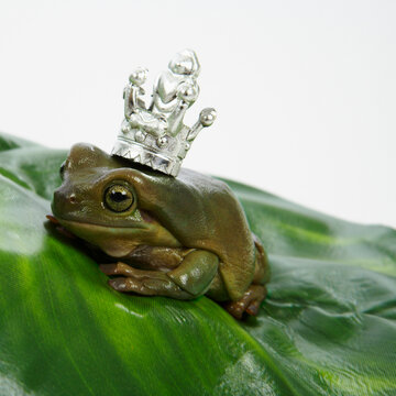 Frog Prince with Crown