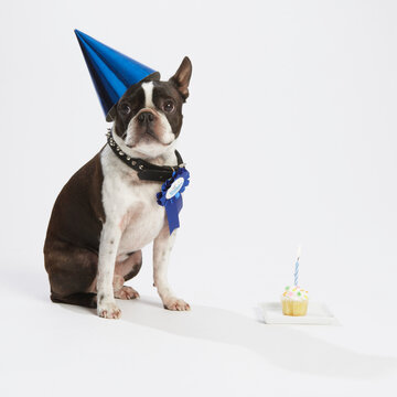 Dog with Prize Ribbon and Party Items