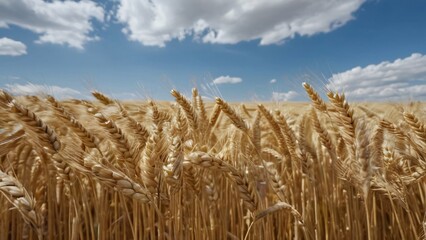 Golden Wheat Field Under Clear Blue Sky