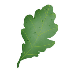 green oak leaf isolated on white