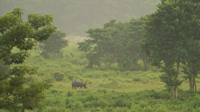 Asian Rhino in Chitwan in Nepal in Asia, Greater One Horned Rhino in Chitwan National Park, Nepalese Wildlife and Animals, Grazing in a Green Clearing of Bushes and Shrubs
