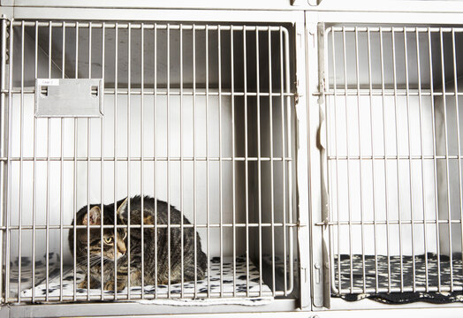 Cat in Cage