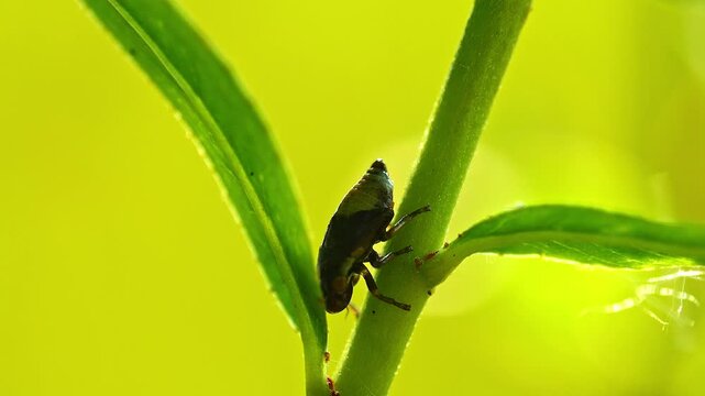 Foam cicada basks on the leaves of a willow tree on a sunny summer morning in Magdeburg - Saxony Anhalt - Germany - Europe