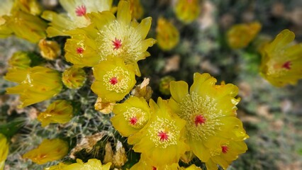 Yellow cactus flower among thorns, close-up, blooms on a clear day